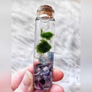 Marimo Moss Ball In Jar